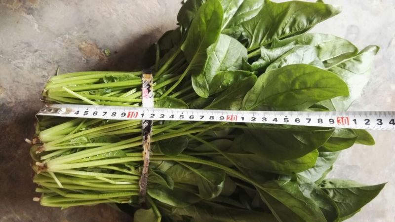 菠菜30~35厘米