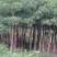 木棉12~14cm3.5~4m
