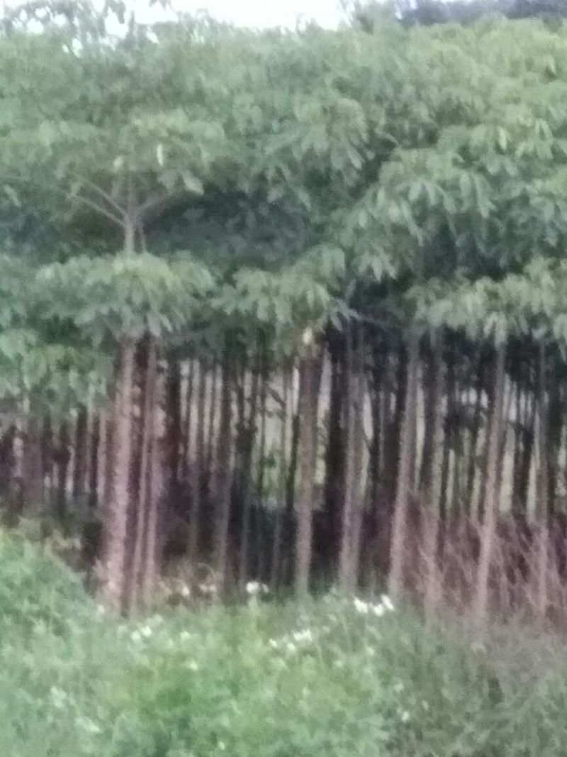 木棉12~14cm3.5~4m