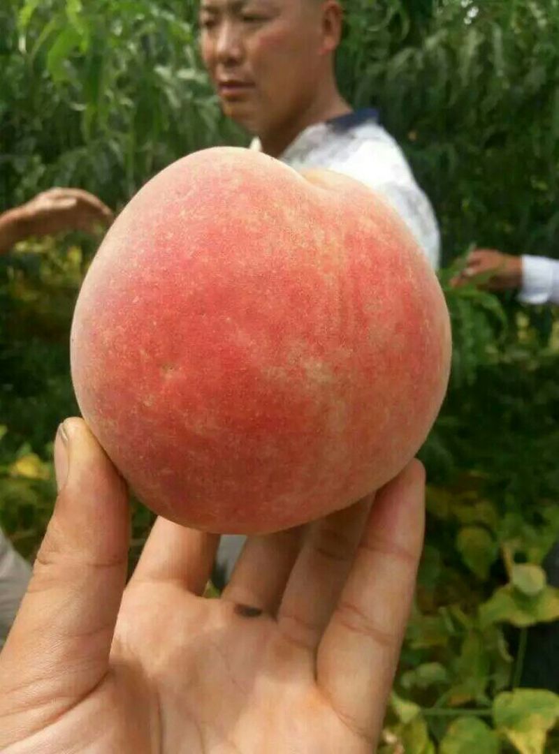 桃树苗60~70cm