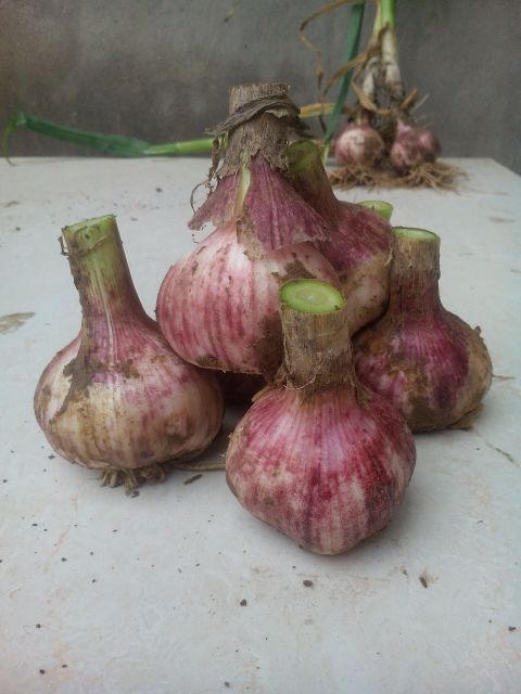 紫皮蒜河南郑州中牟县_批发_供应-一亩田农业