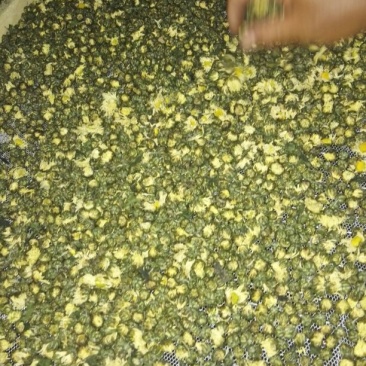 杭州白菊散装