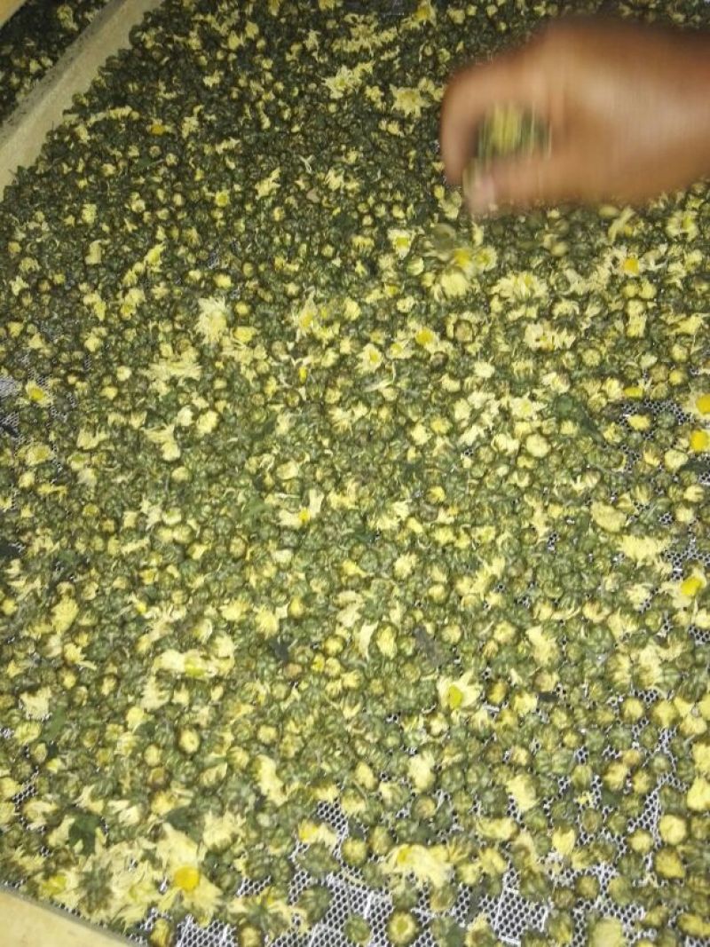杭州白菊散装