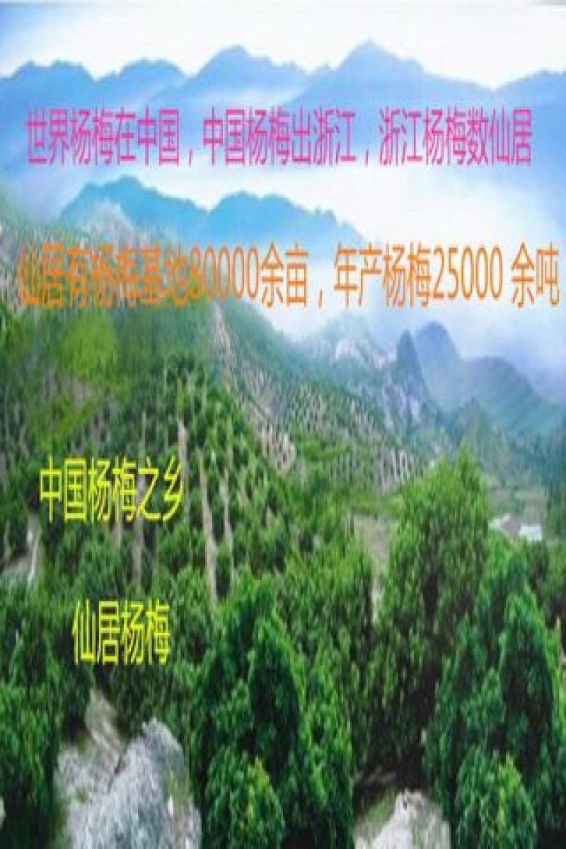 仙居杨梅