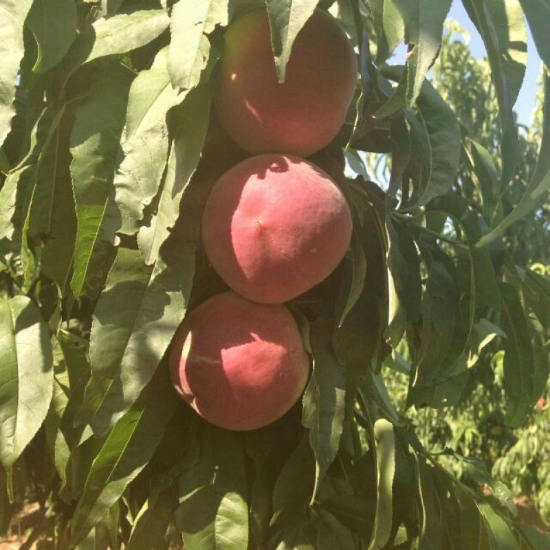 毛桃颜色好，红不软，超红等，口感佳，硬度杠杠，新鲜，离核
