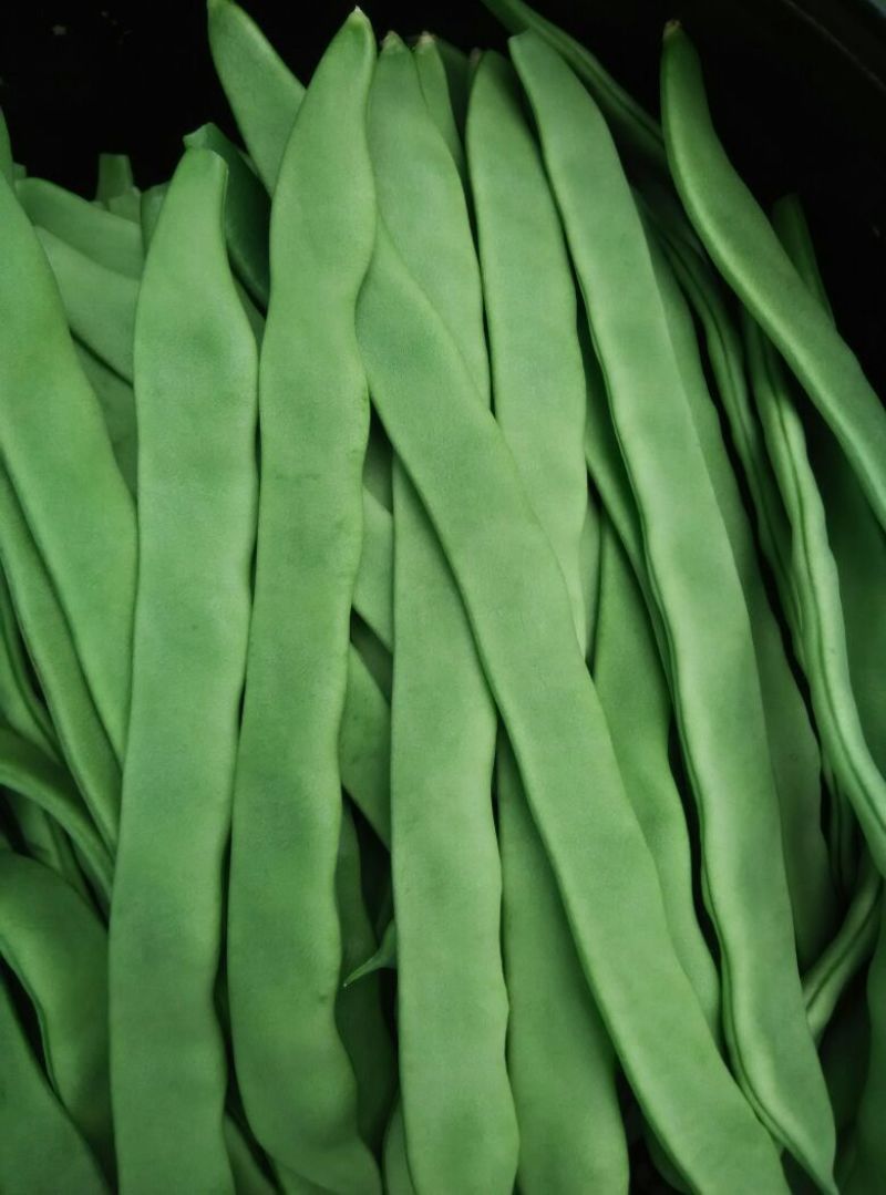 扁青芸豆15cm以上
