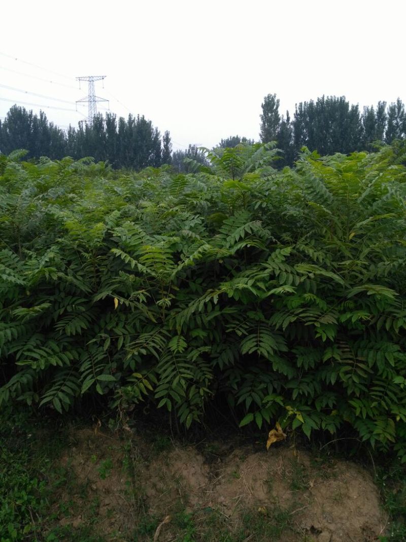 香椿苗红油香椿入棚即食