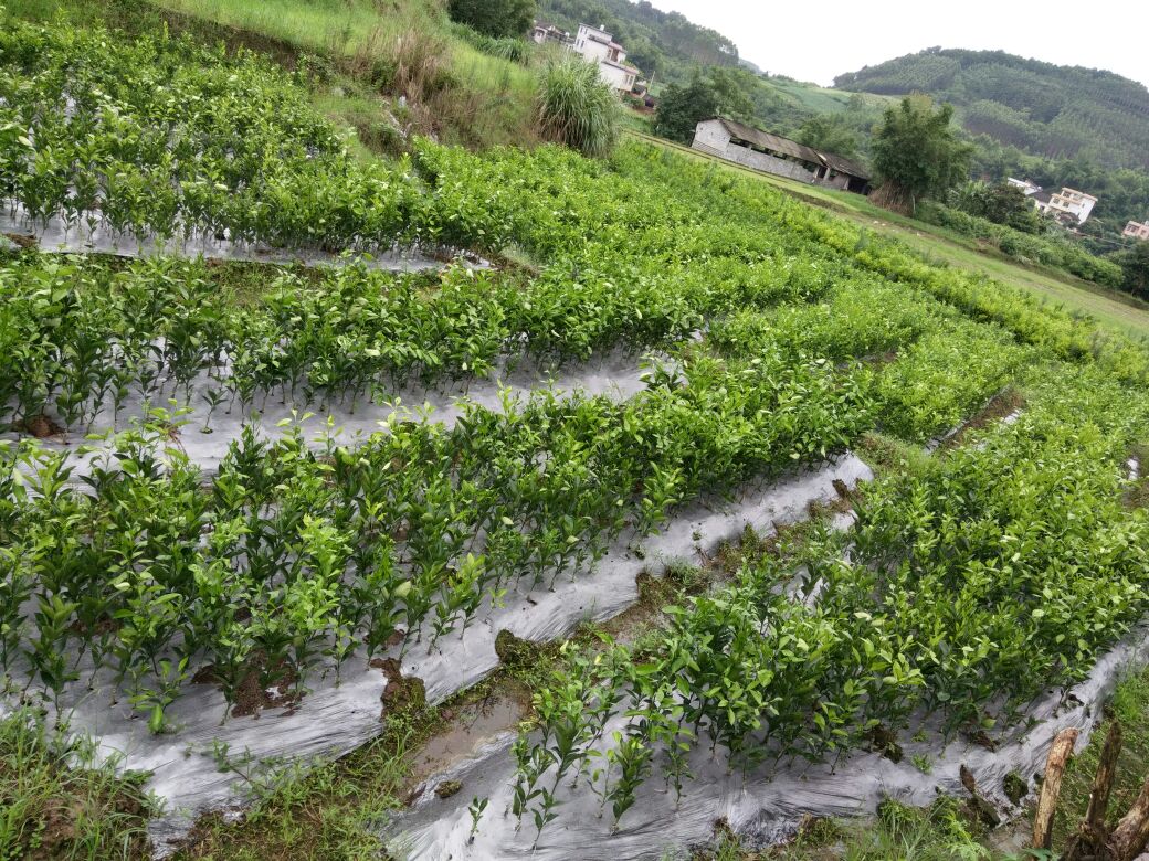 广西柳州市柳城县橘子树 50~80cm批发_彭秋水