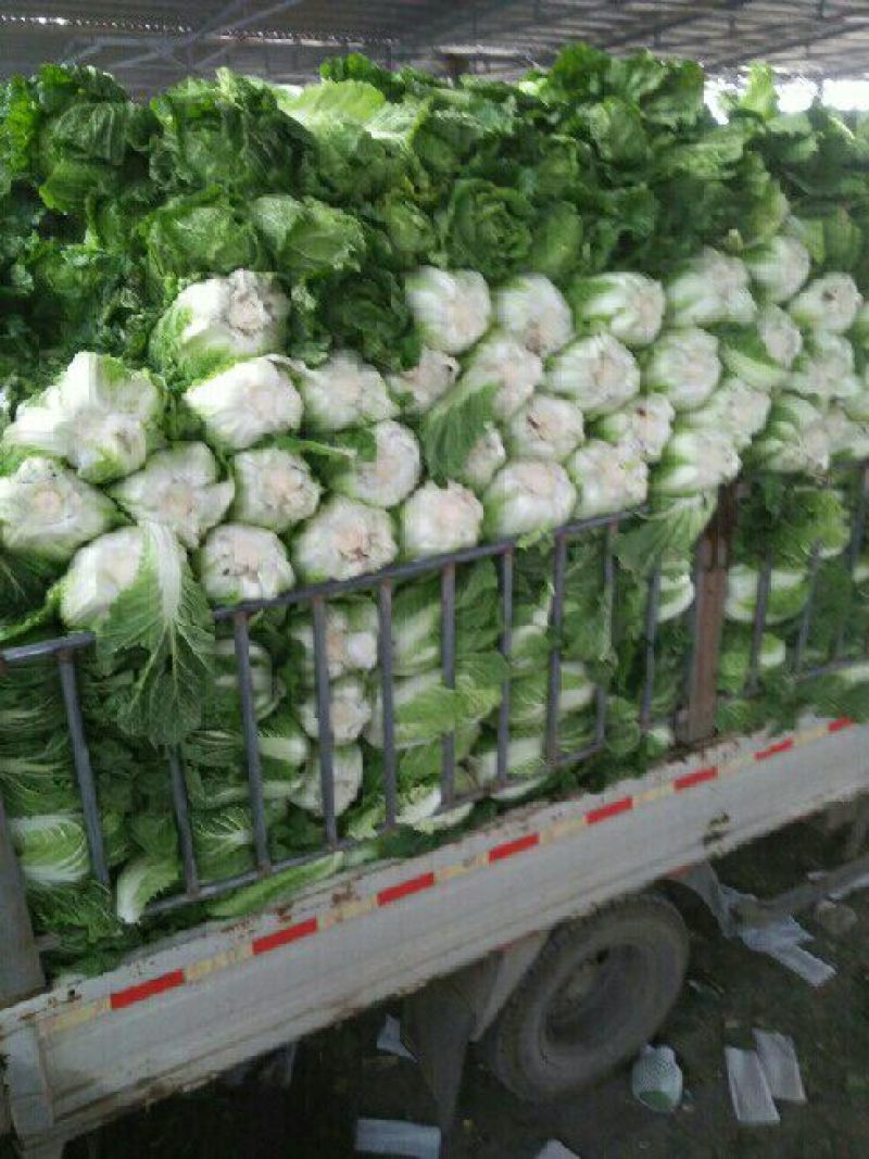 黄心白菜4~6斤净菜