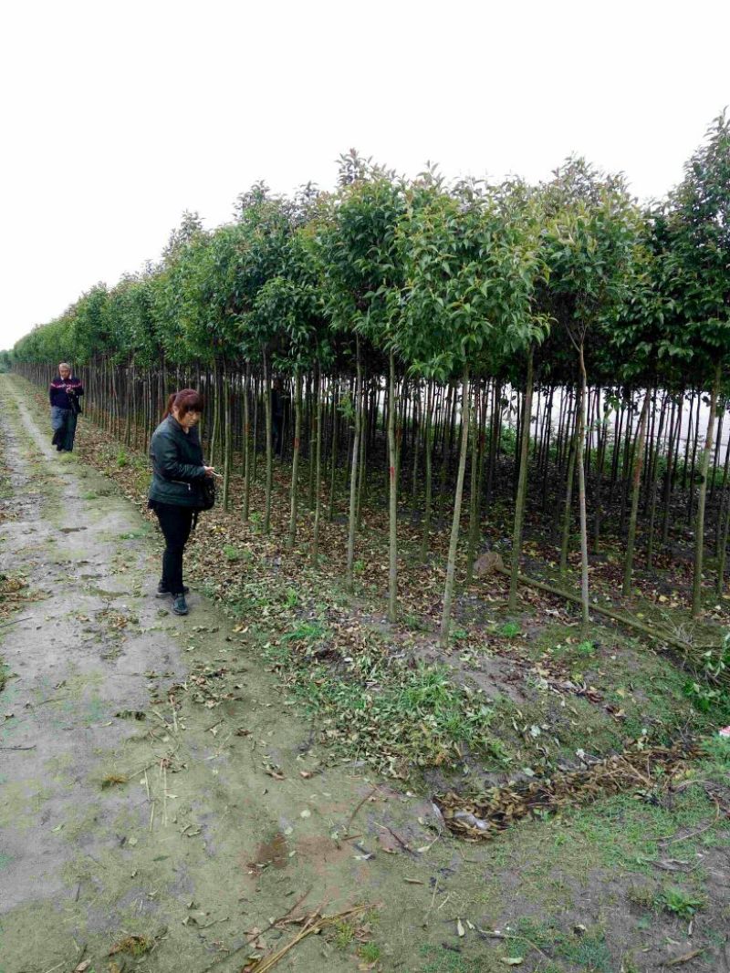 大叶女贞4cm以下