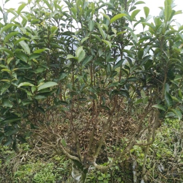 古树普洱茶特级