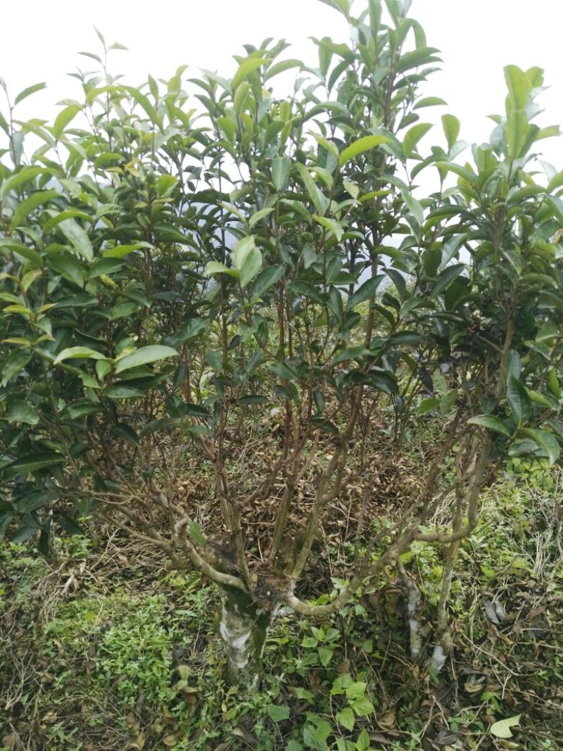 古树普洱茶特级