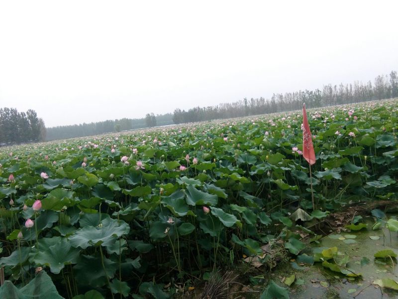 莲蓬5~8cm