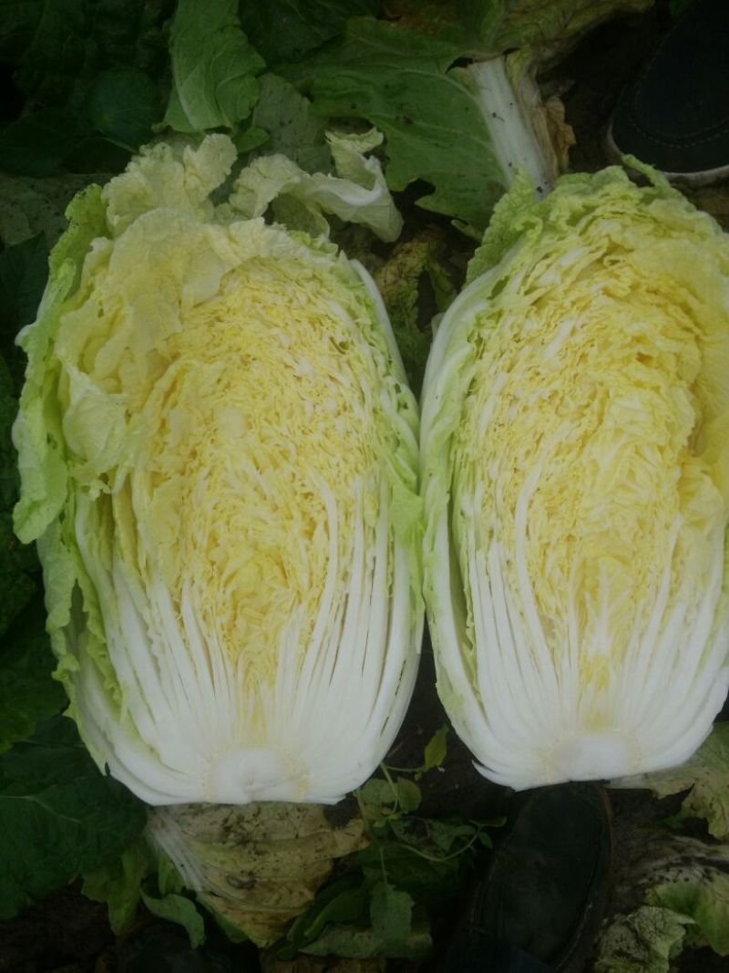 黄心白菜，个头均匀，产地直供，货源充足，大小车随到随装