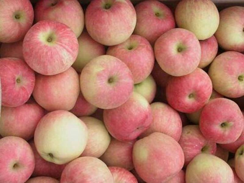 美八苹果膜袋产地大量批发果园看货