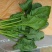 大叶菠菜30~35厘米