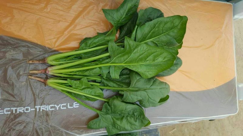 大叶菠菜30~35厘米