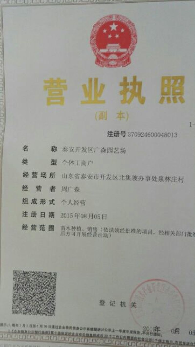 大果山楂苗嫁接成苗，大金星山楂树苗，大五棱甜红子山楂苗