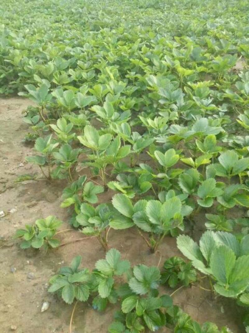 红颜草莓苗10~20cm