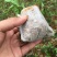 紫香1号百香果苗