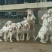 杜高犬母