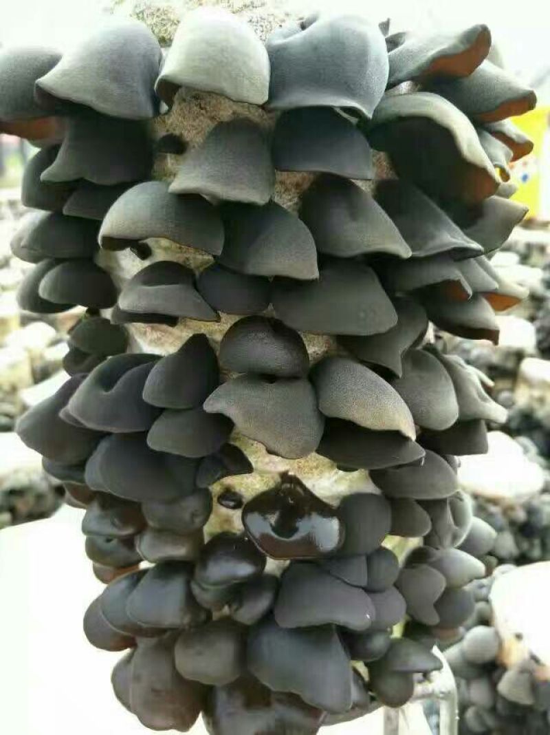 秋耳特级