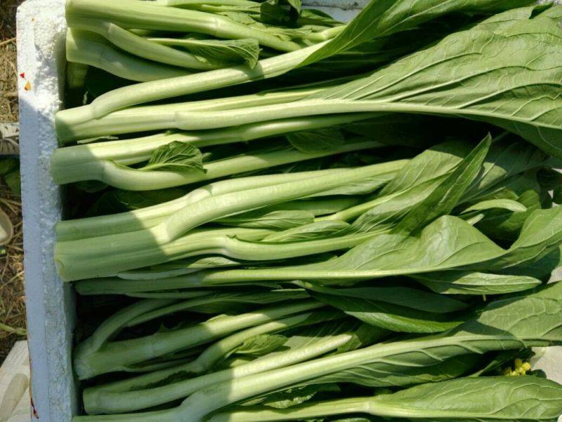 菜苔