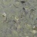 池鲤鱼食用1~2公斤