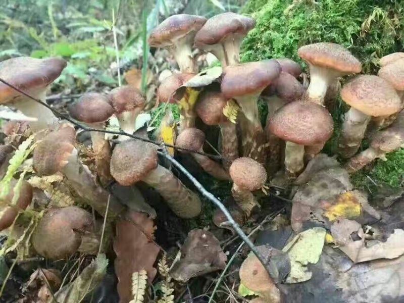 树秋菌一级