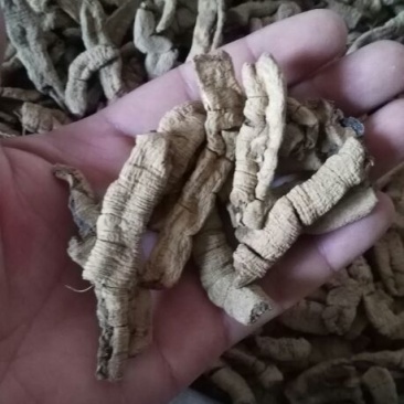 巴戟天一级