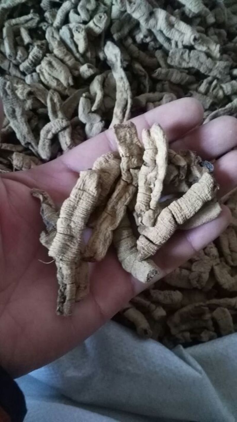 巴戟天一级