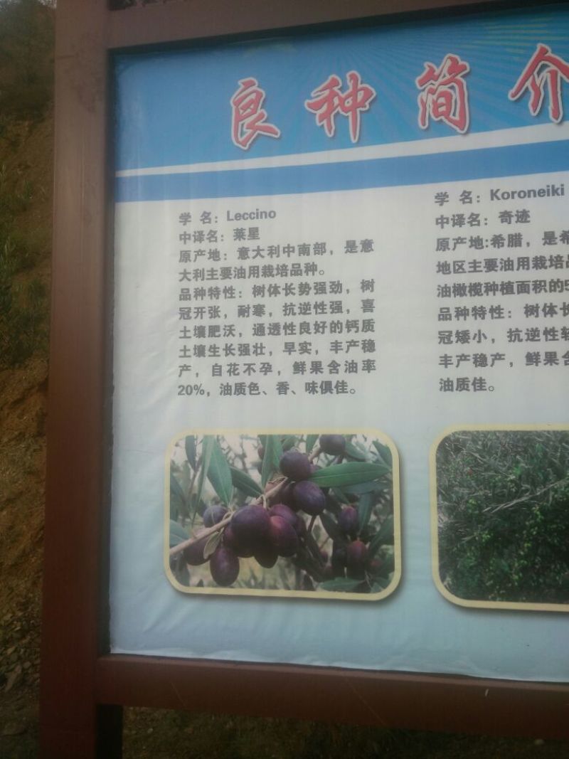 油橄榄