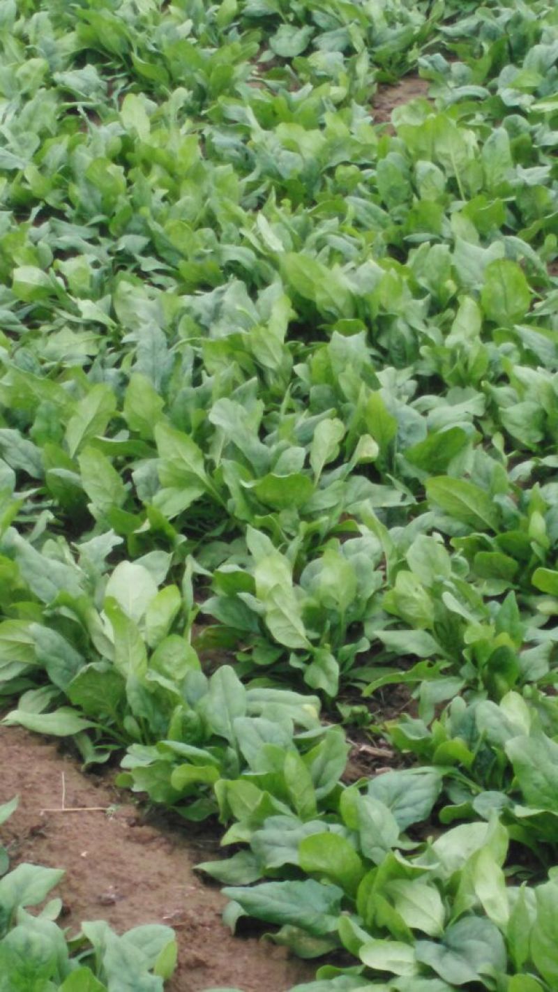 大叶菠菜