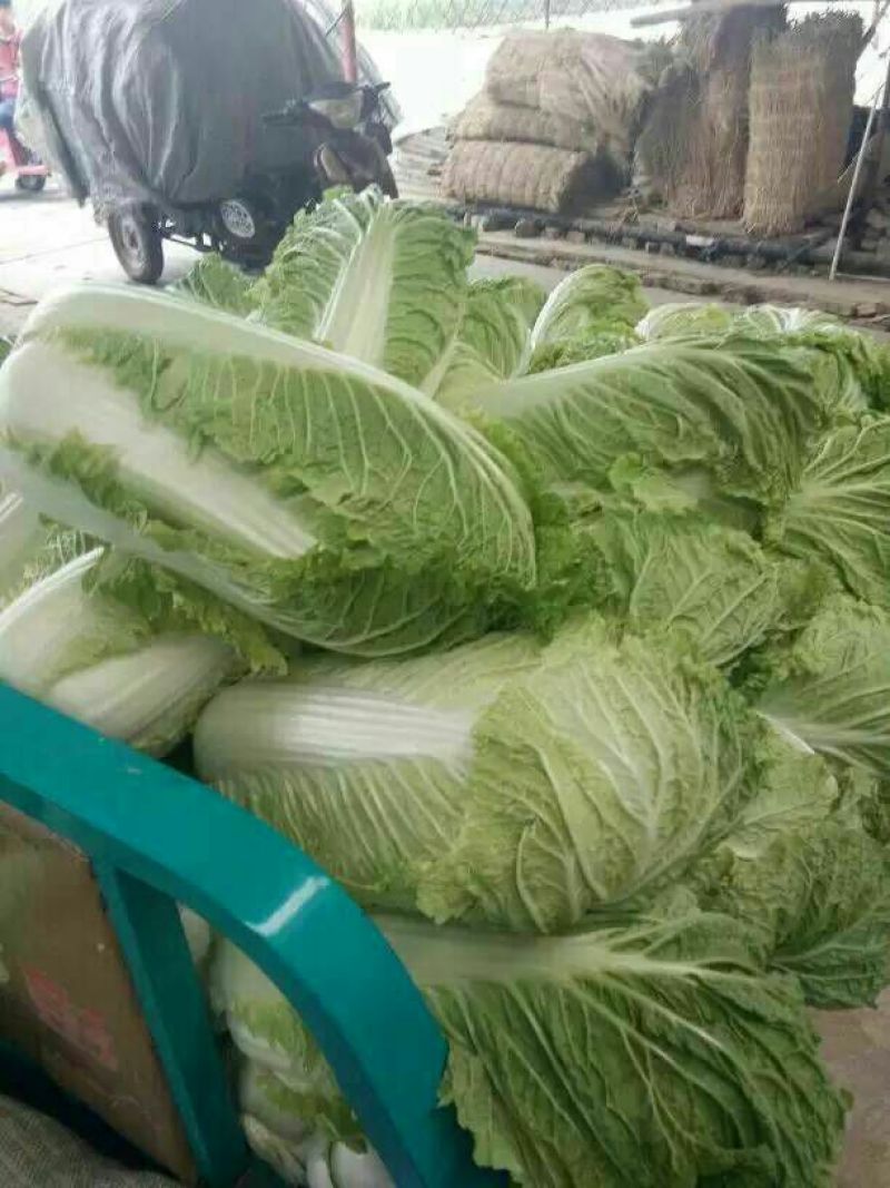 山东白菜，北京新三号白菜，4~6斤净菜大量供应，欢迎致电