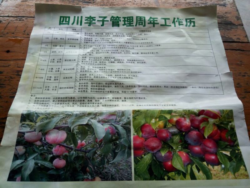 脆红李子树苗无病苗好，可签合同。