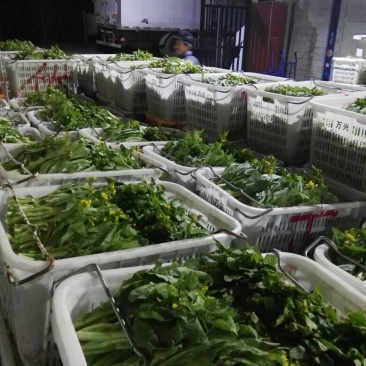 白菜苔30~40厘米