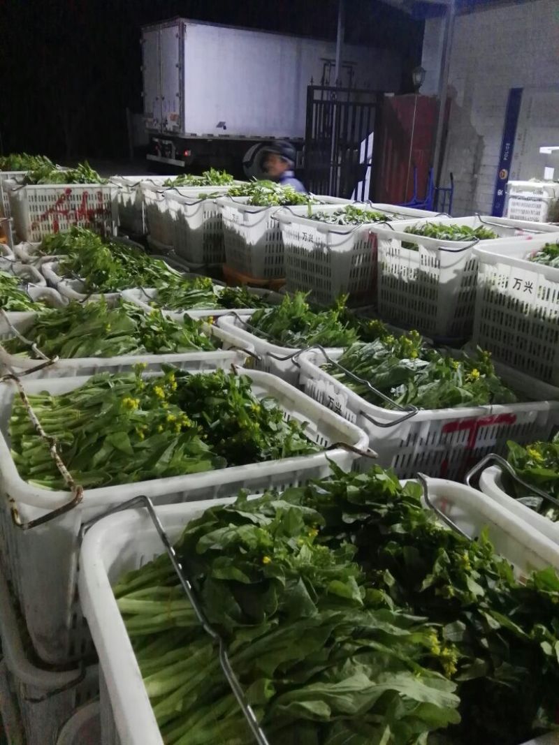 白菜苔30~40厘米