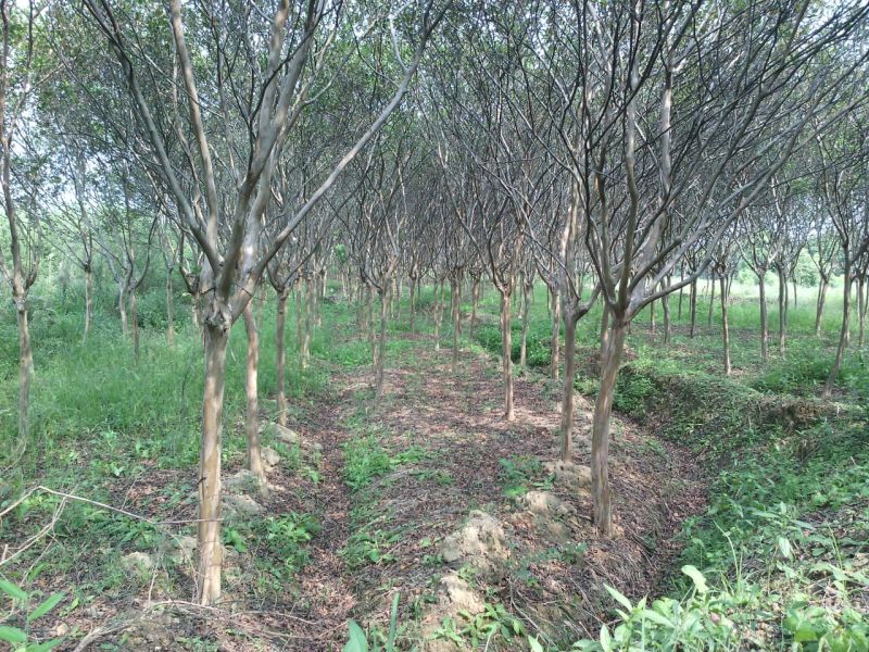 紫薇树，百日红，河南省潢川县宏昌苗圃批发直销各个规格紫薇