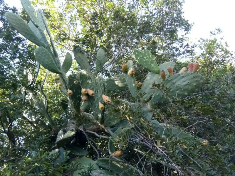 纯野生仙人掌(仙巴掌，霸王树，火焰，火掌)