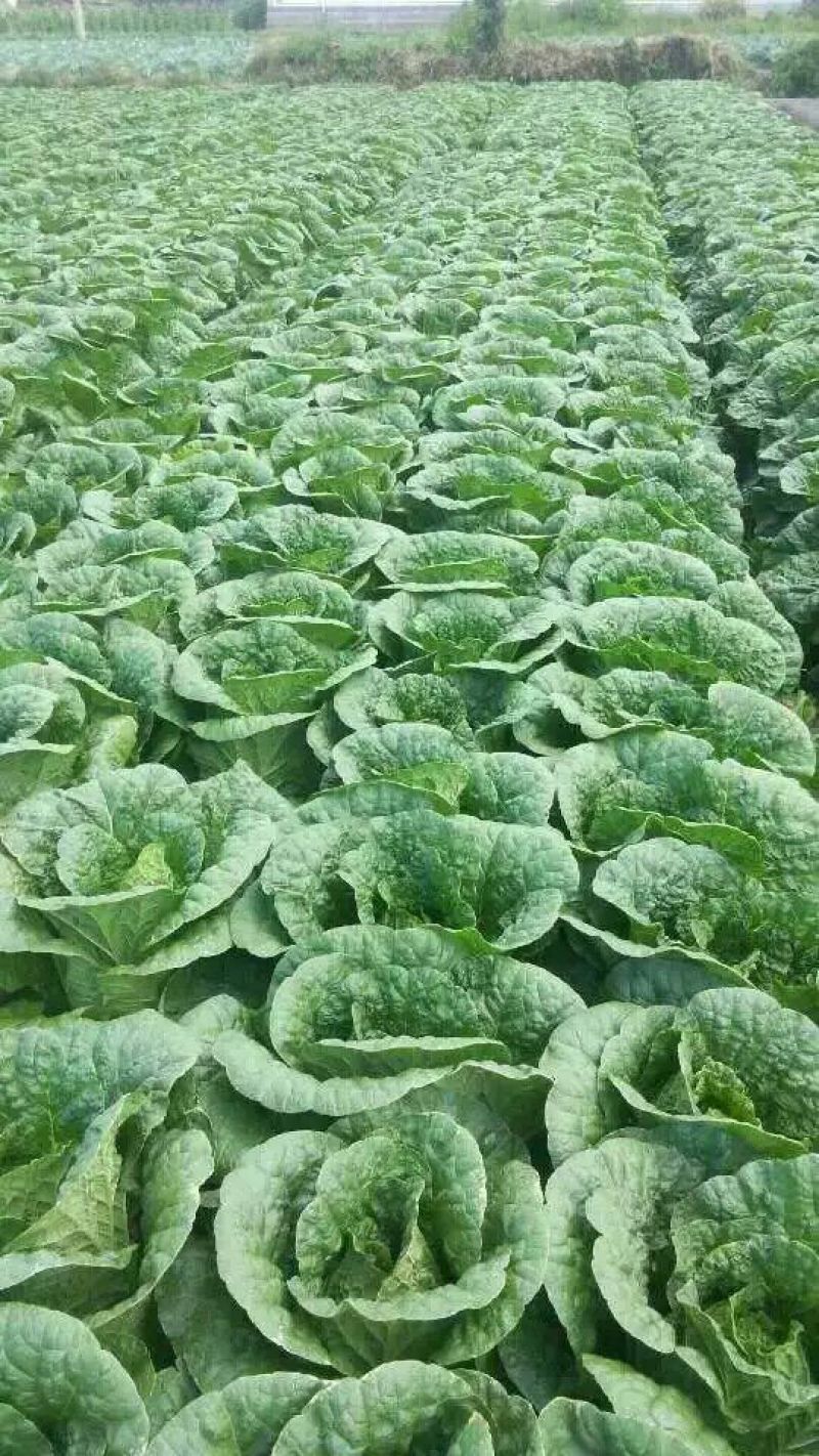 大白菜4-6斤，每年4—8月春白菜，10月—次年冬白菜