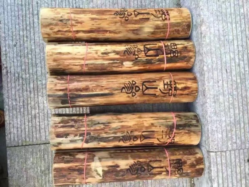 林下参