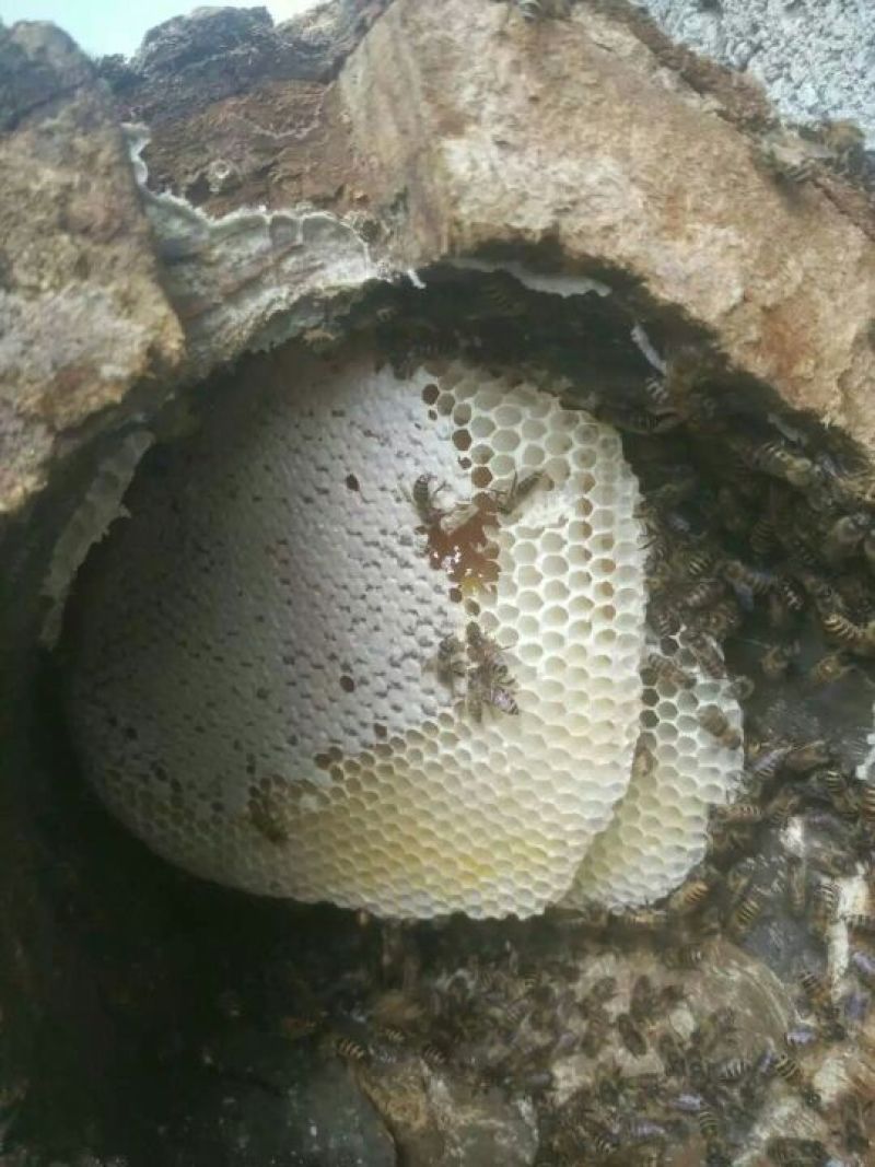 土蜂蜜