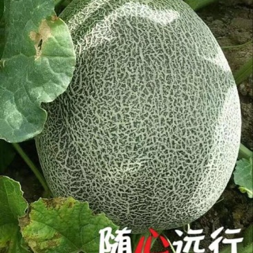 网纹瓜