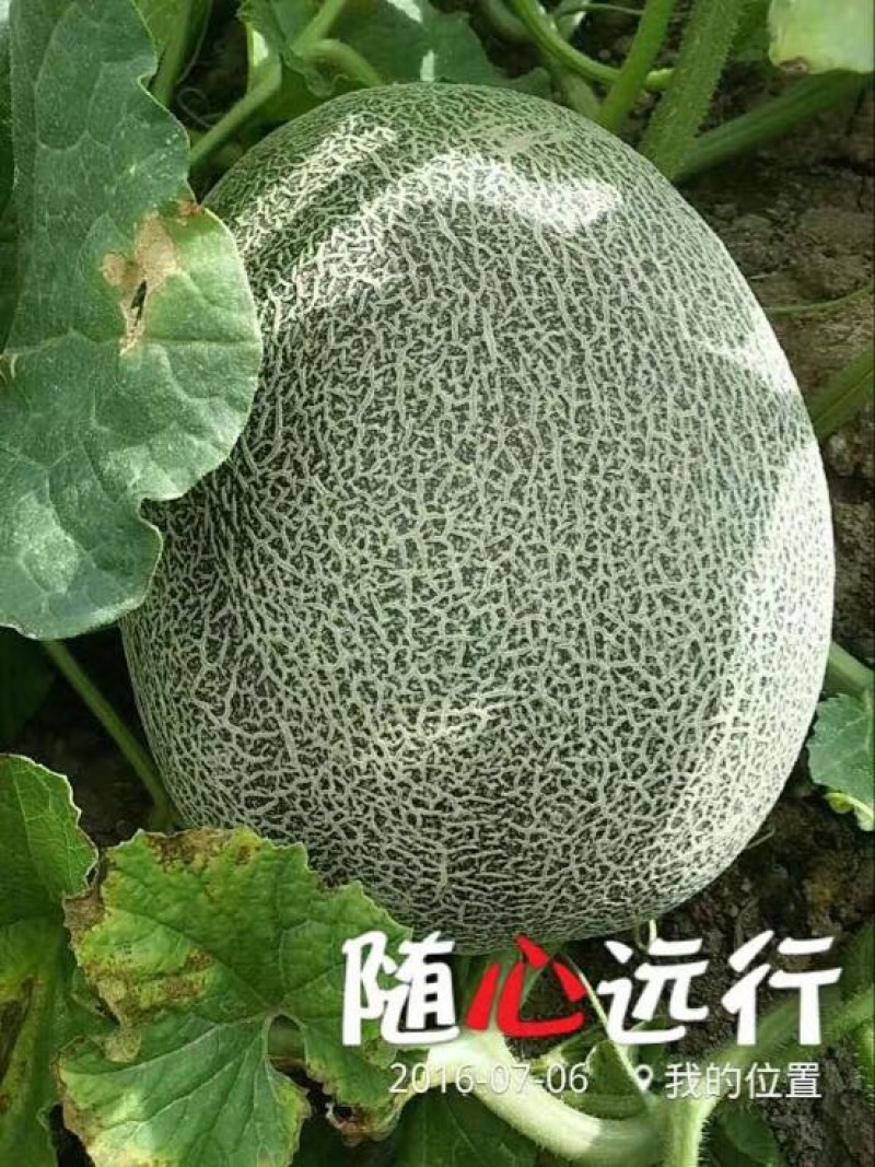 网纹瓜