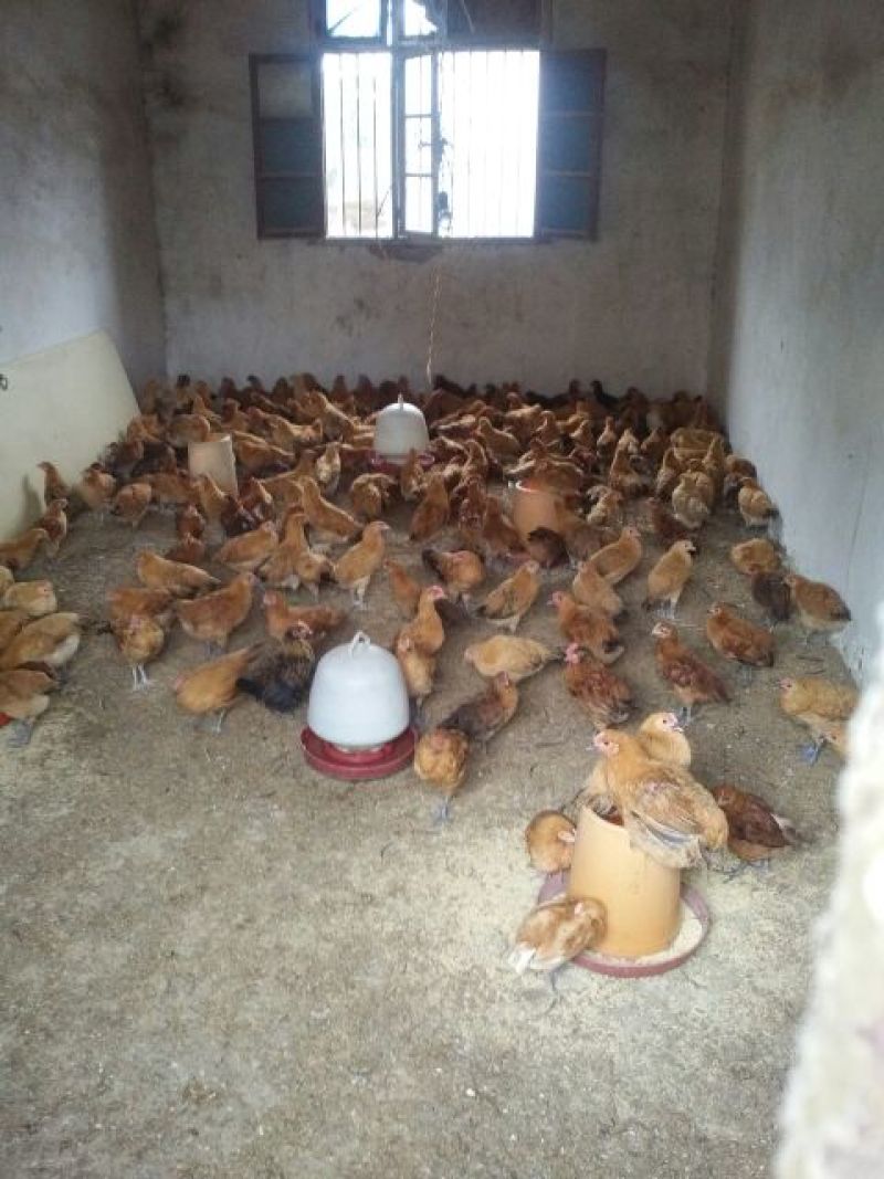 鸡苗1斤以下