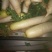 白萝卜1~1.5斤起