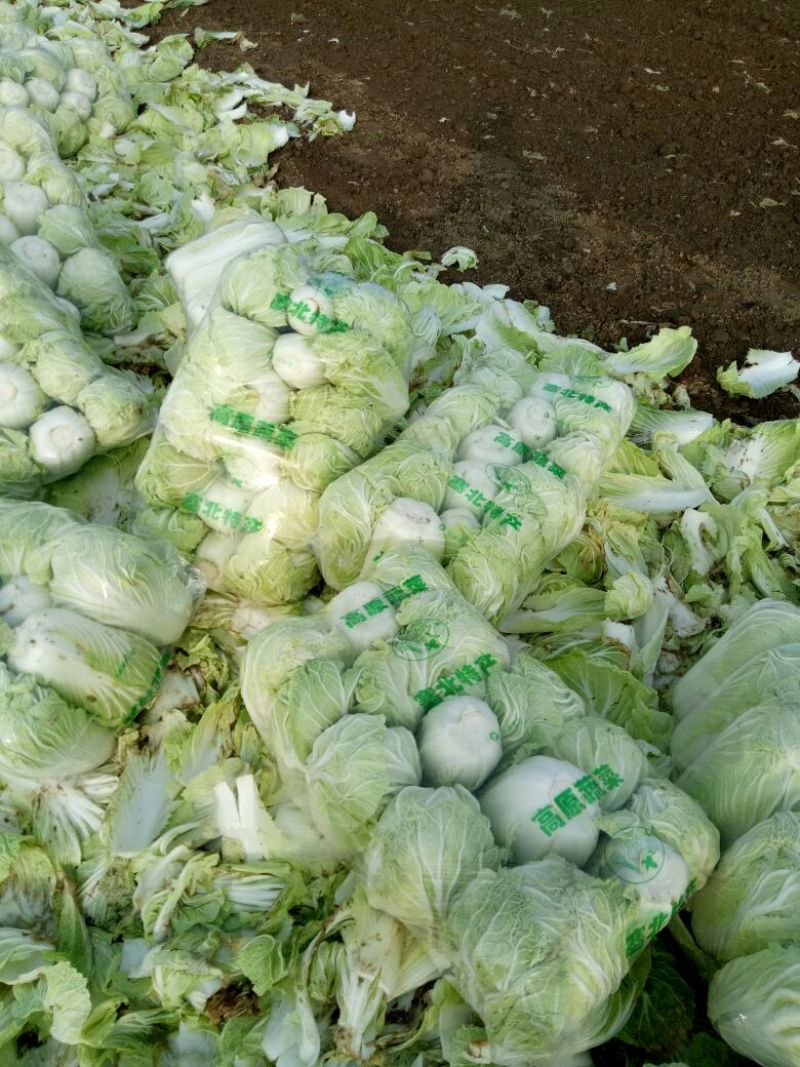 精品产地直供，大白菜4斤以上大量供应
