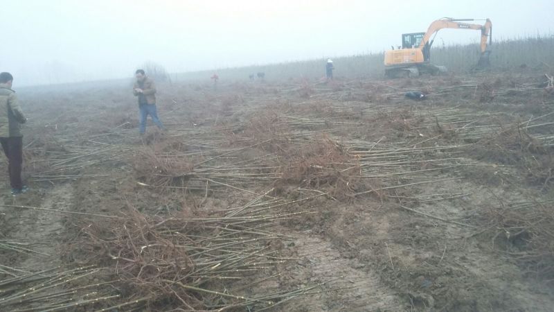 红油香椿苗香椿苗红油6号矮化香椿苗提供技术指导