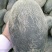 伽师瓜7斤以上长圆形
