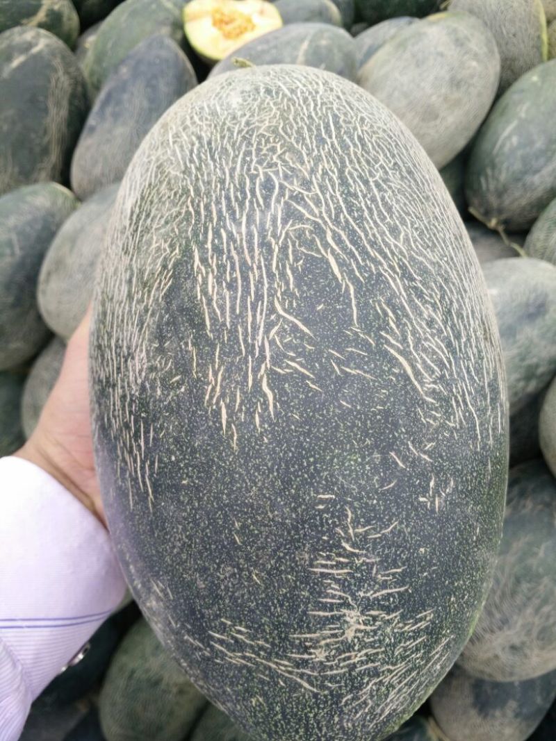 伽师瓜7斤以上长圆形